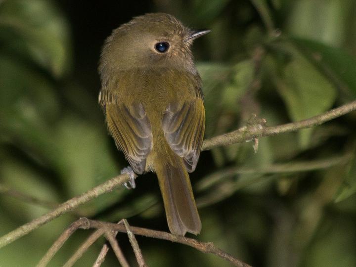 Brown-breasted Bamboo Tyrant