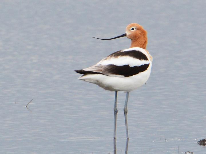 American Avocet