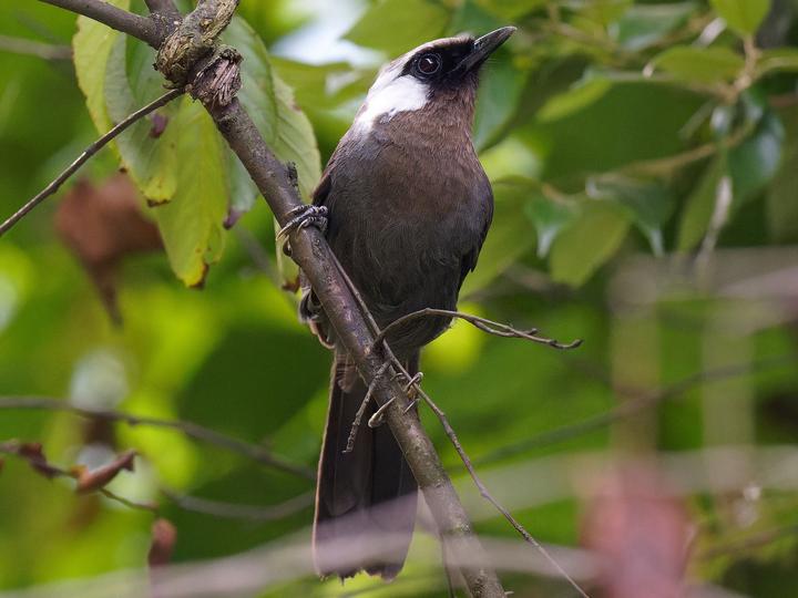 Grey Laughingthrush