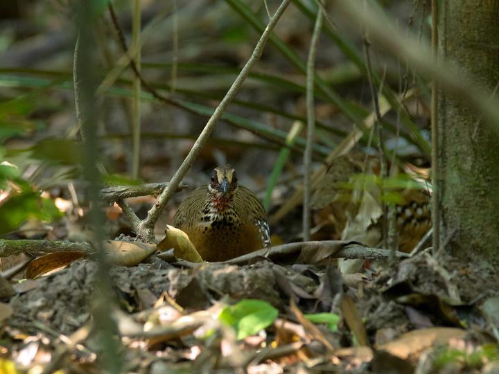 Bar-backed Partridge