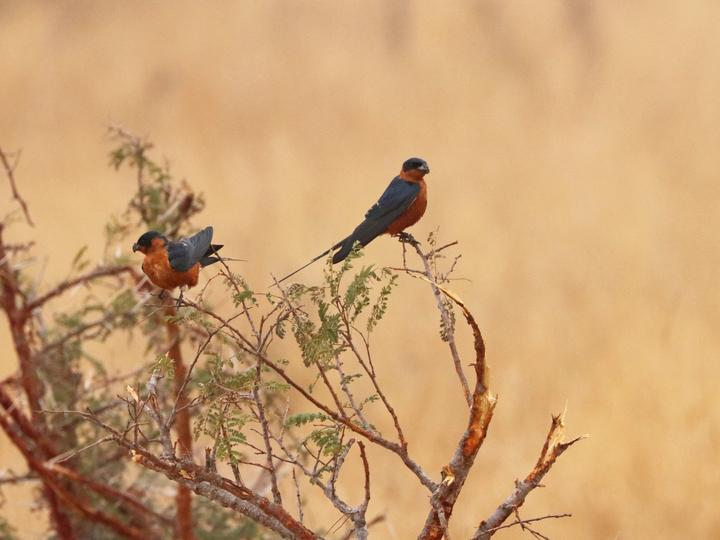 Red-breasted Swallow