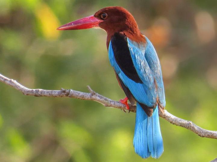 Brown-breasted Kingfisher