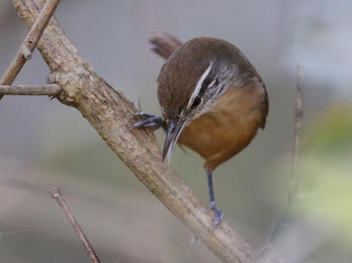 Fawn-breasted Wren