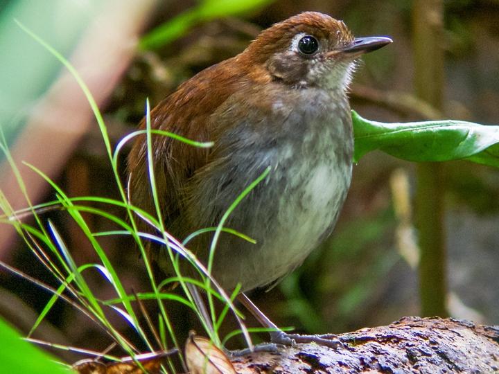 Tepui Antpitta