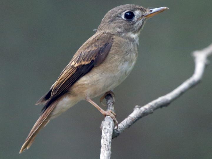 Brown-breasted Flycatcher