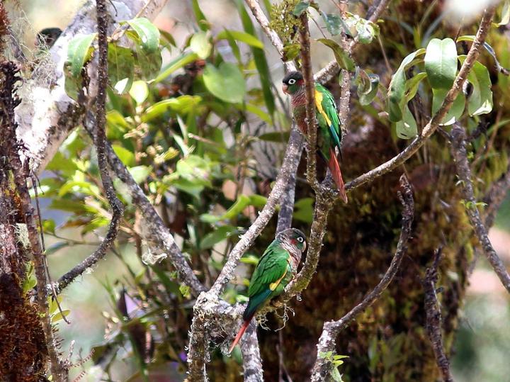 Flame-winged Parakeet