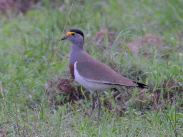 Brown-chested Lapwing