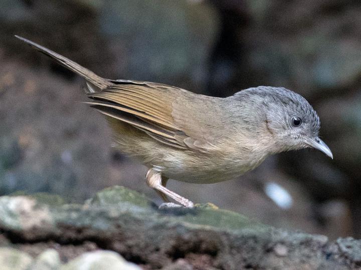 Brown-cheeked Fulvetta