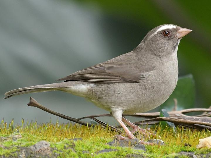 Brown-rumped Seedeater
