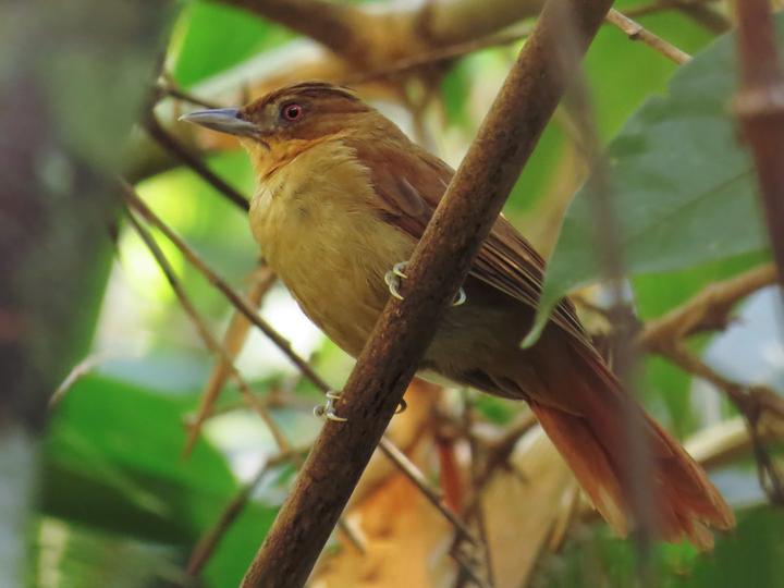 Brown-rumped Foliage-gleaner