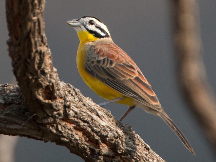 Brown-rumped Bunting