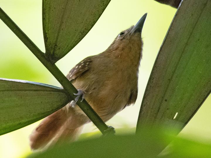 Brown-bellied Stipplethroat