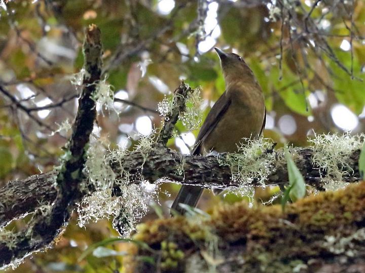Vogelkop Bowerbird