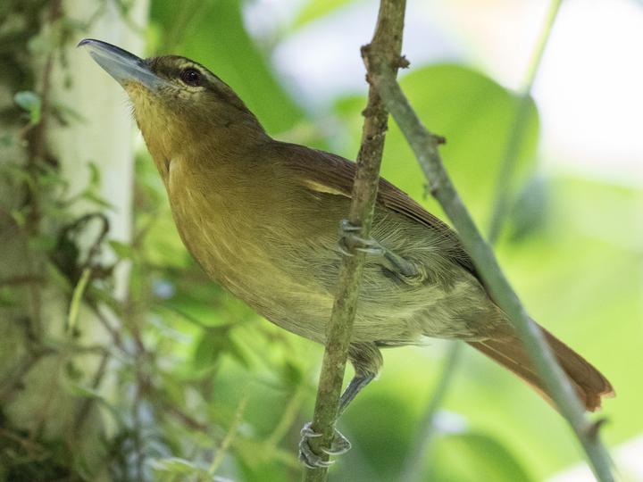 Russet Antshrike