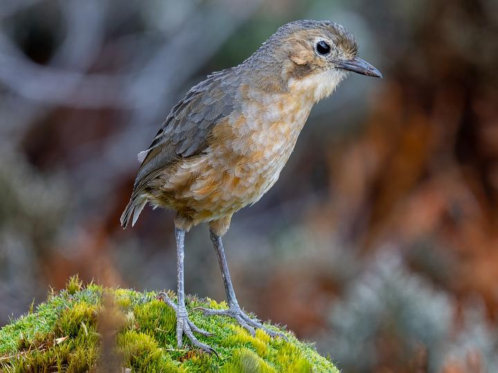 Tawny Antpitta