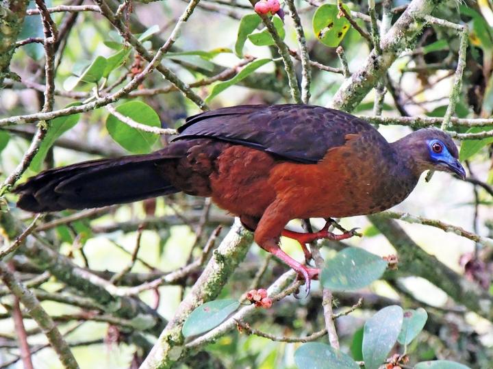 Sickle-winged Guan