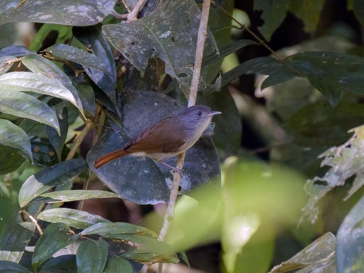 Brown Fulvetta