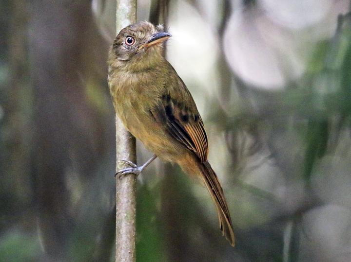 Brownish Twistwing