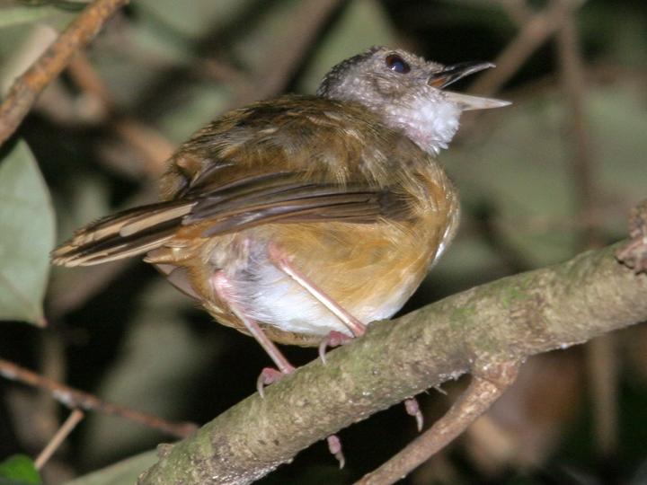 Brown Illadopsis