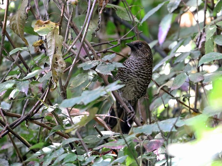 Brown-capped Laughingthrush