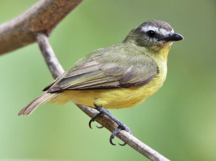 Brown-capped Tyrannulet