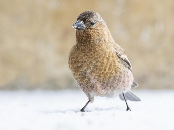 Brown-capped Rosy Finch