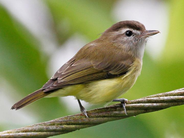 Brown-capped Vireo