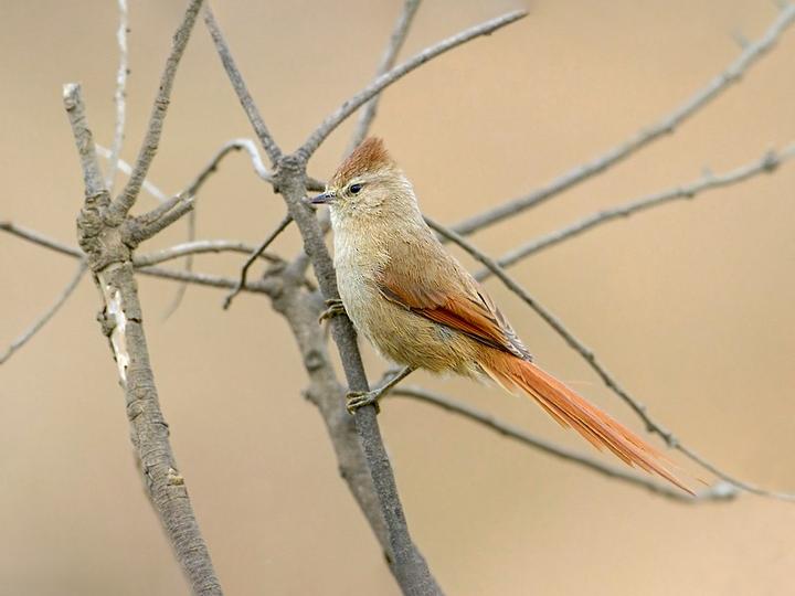 Brown-capped Tit-Spinetail