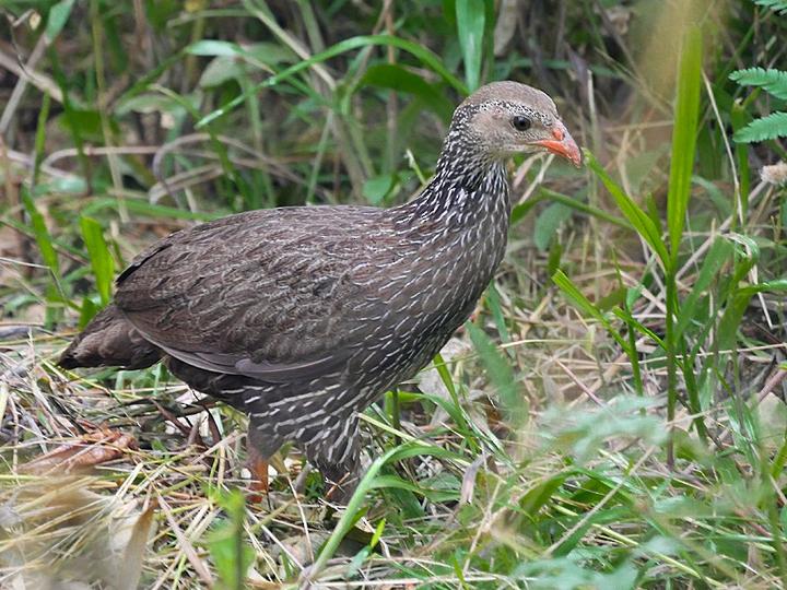 Ahanta Spurfowl