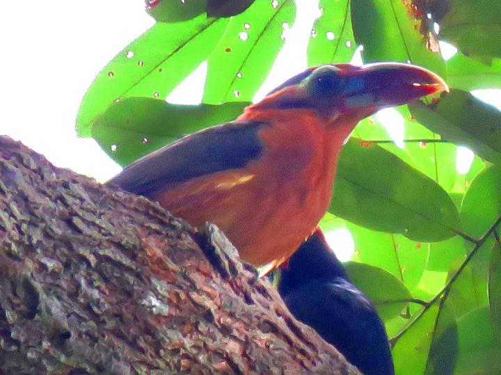 Tawny-tufted Toucanet