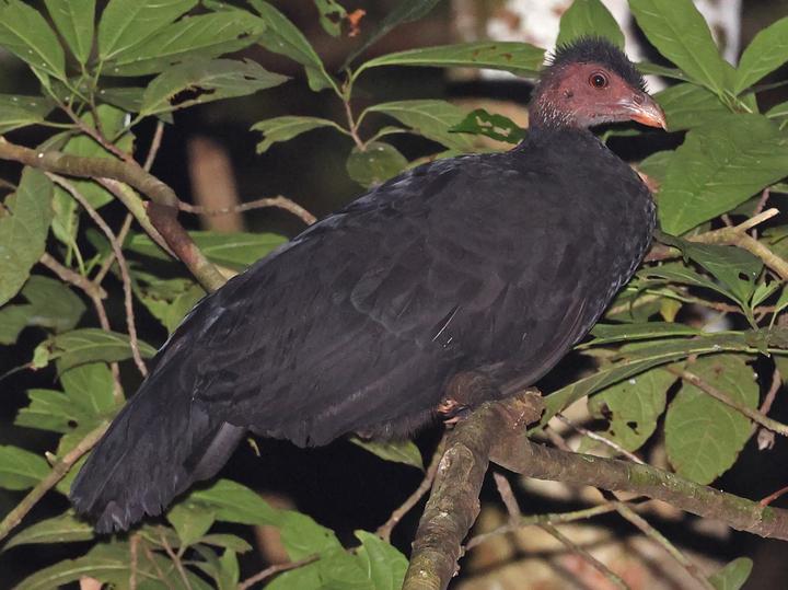 Collared Brushturkey
