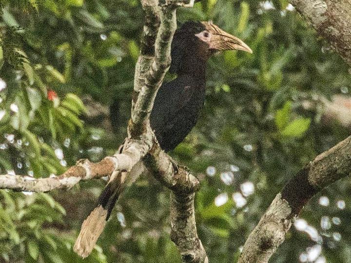 Brown-cheeked Hornbill
