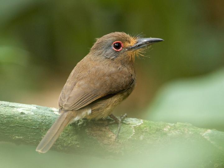 Fulvous-chinned Nunlet