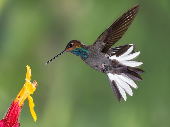 Rufous-gaped Hillstar