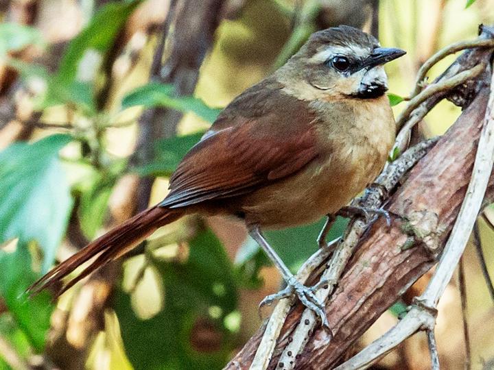 Ochre-cheeked Spinetail