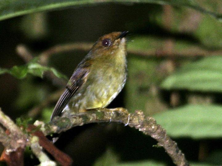 Hazel-fronted Pygmy Tyrant