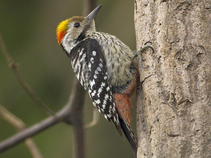 Brown-fronted Woodpecker