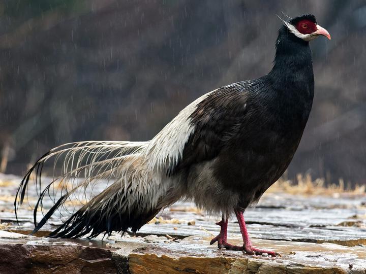 Brown Eared Pheasant