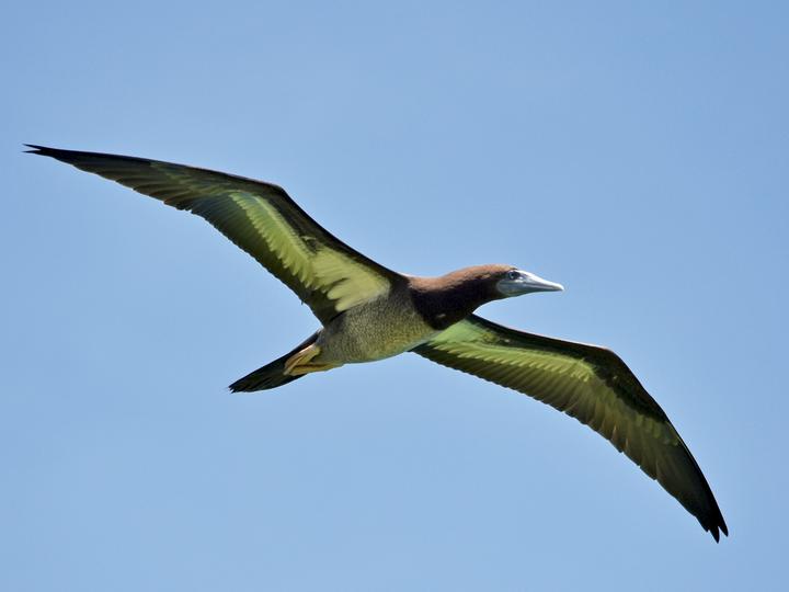 Brown Booby