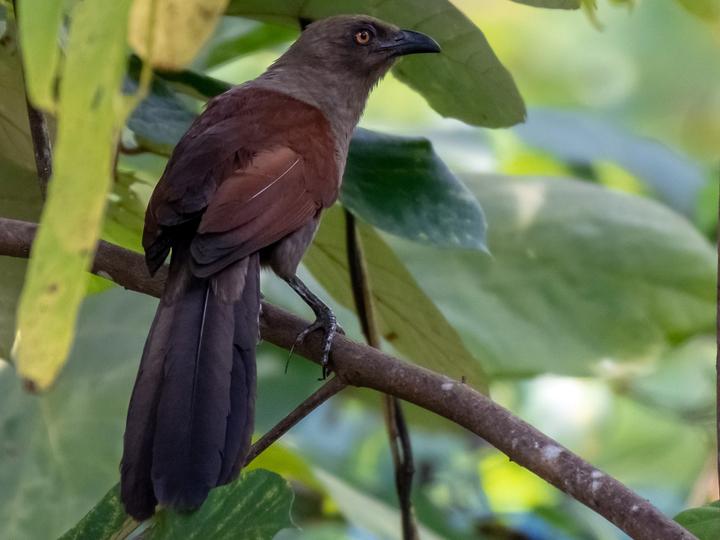 Andaman Coucal