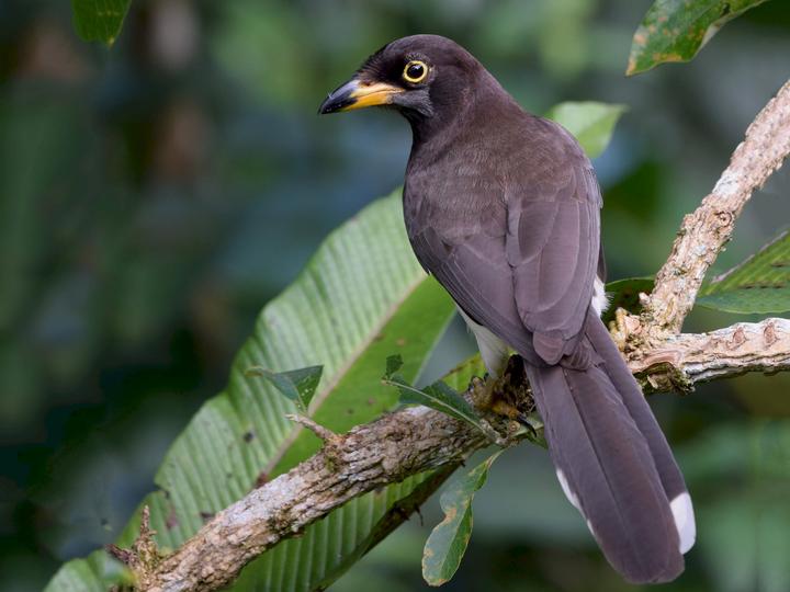 Brown Jay