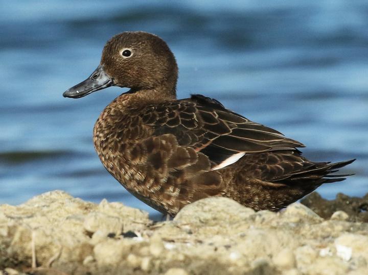 Brown Teal