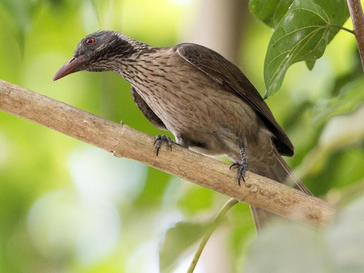 Brown Oriole
