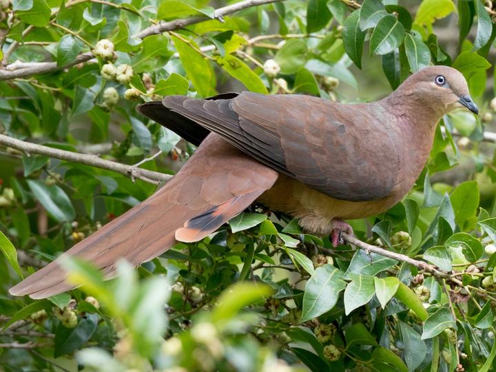 Brown Cuckoo-Dove