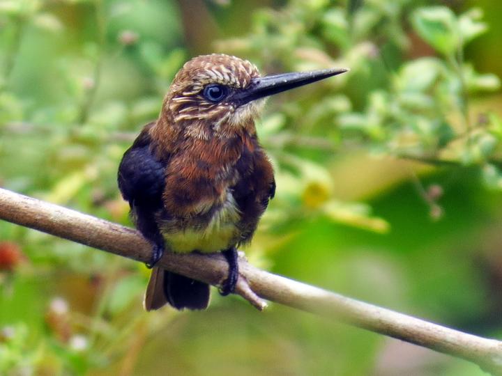 Brown Jacamar
