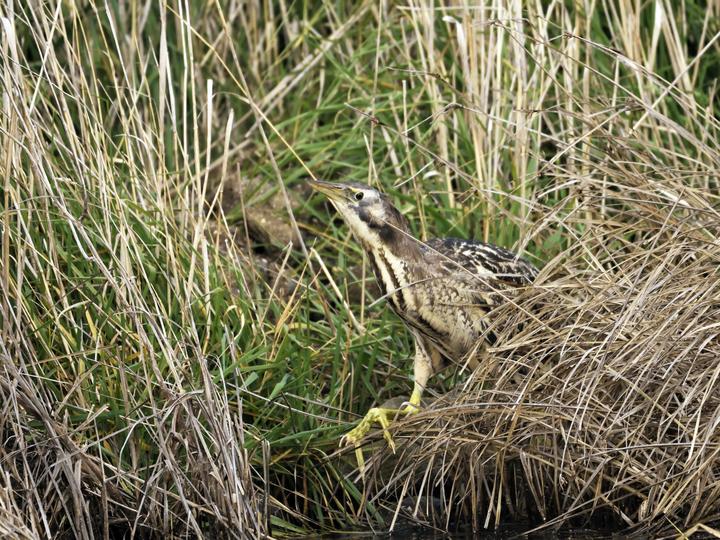 褐麻鳽