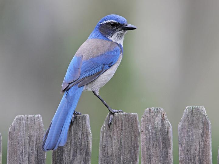 California Scrub Jay