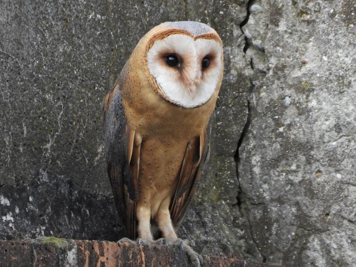 Western Barn Owl