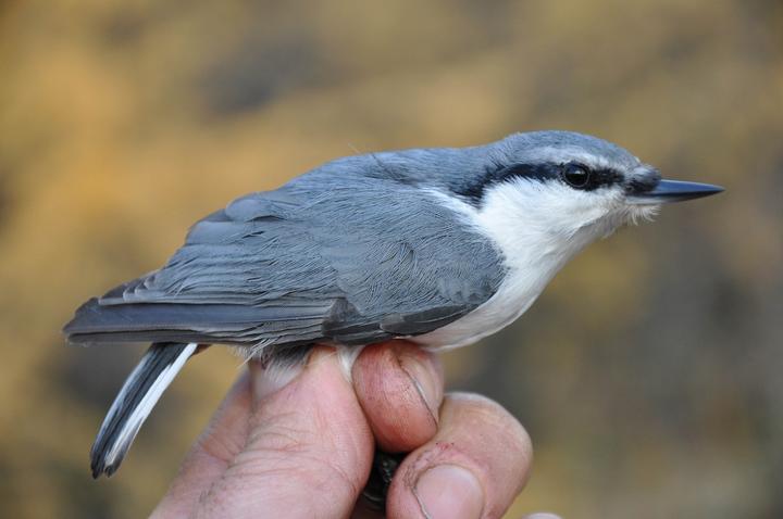 Siberian Nuthatch