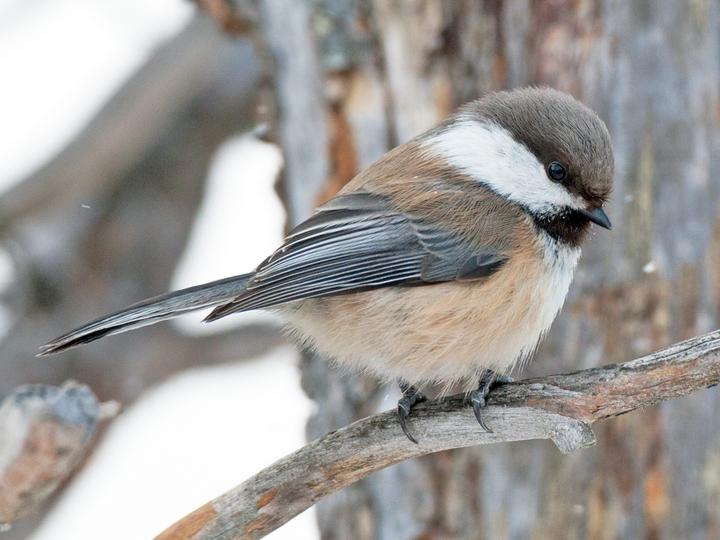 Grey-headed Chickadee